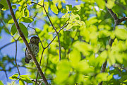 Picture 'Cub1_2_05456 Owl, Pygmy owl, Cuba'